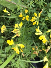 Lotus corniculatus