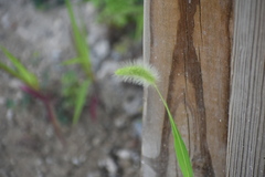 Setaria