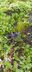 Neopicrorhiza scrophulariiflora