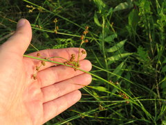 Juncus coriaceus