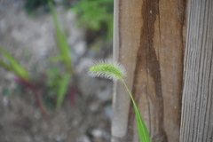 Setaria