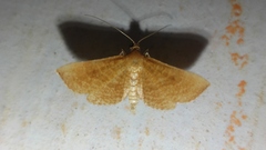 Addaea trimeronalis