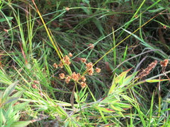 Cyperus pseudovegetus