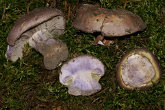 Cortinarius atkinsonianus