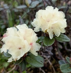 Rhododendron anthopogon