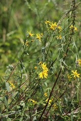 Senecio nemorensis