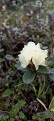 Rhododendron anthopogon