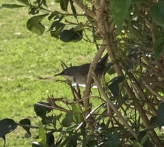 Apalis thoracica claudei