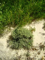 Pimelea serpyllifolia