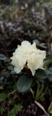 Rhododendron anthopogon