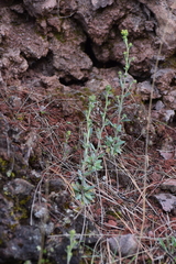 Draba jorullensis