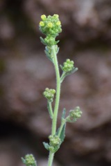 Draba jorullensis
