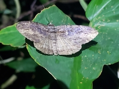 Anisoneura