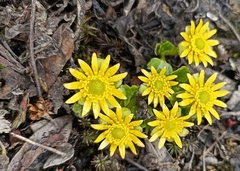 Oxygraphis polypetala