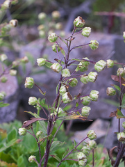 Artemisia pedunculosa