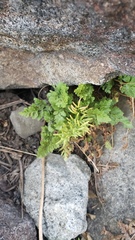 Cryptogramma acrostichoides