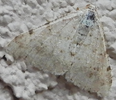 Digrammia pallidata