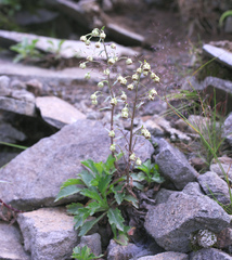 Artemisia pedunculosa