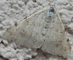 Digrammia pallidata