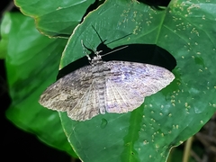 Anisoneura