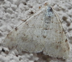 Digrammia pallidata