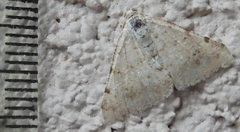 Digrammia pallidata