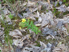 Hypericum crux-andreae