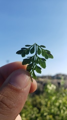 Cryptogramma acrostichoides