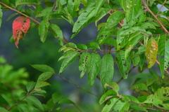 Alniphyllum pterospermum