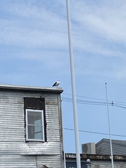 Larus marinus