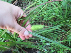 Carex typhina
