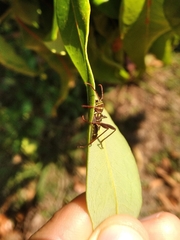 Cotyclytus curvatus