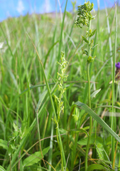 Platanthera tipuloides