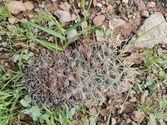 Coryphantha robustispina scheeri