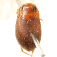 Bidessonotus