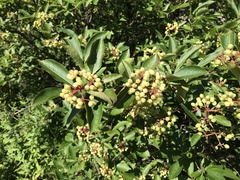 Viburnum cassinoides image