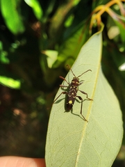 Cotyclytus curvatus