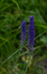 Veronica porphyriana