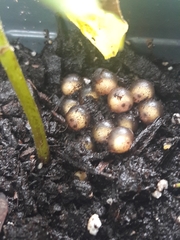 Eleutherodactylus planirostris