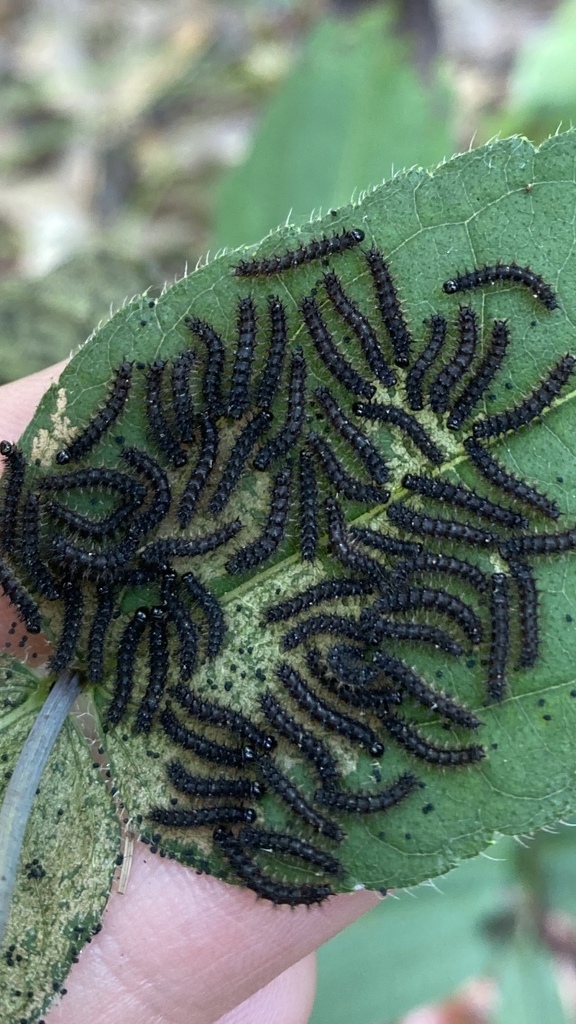 Silvery Checkerspot