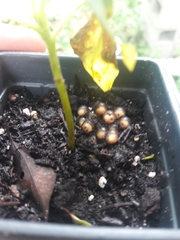 Eleutherodactylus planirostris