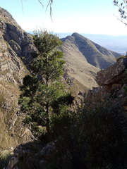 Podocarpus latifolius