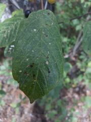 Bucculatrix frangutella