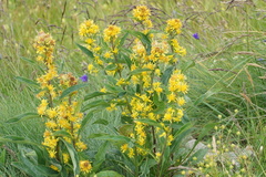 Solidago virgaurea virgaurea