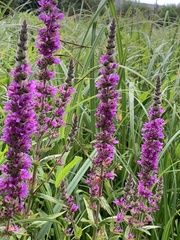 Lythrum salicaria