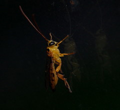 Xanthopimpla rhopaloceros