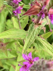 Lythrum salicaria