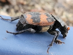 Nicrophorus hybridus