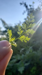 Cryptogramma acrostichoides