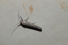 Yponomeuta griseomacula